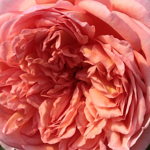 Růže eshop - Růžová - Anglické růže - intenzivní - Rosa  Candy Rain - David Austin - Celé léto kvetoucí odrůda s plnými květy.